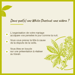 Fleurs de Bach White Chestnut n°35 - 20ml