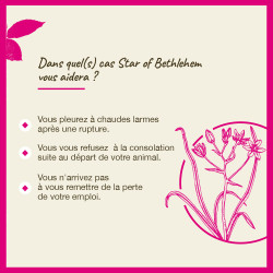 Fleurs de Bach Star Of Bethlehem n°29 - 20ml