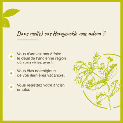 Fleurs de Bach Honeysuckle n°16 - 20ml