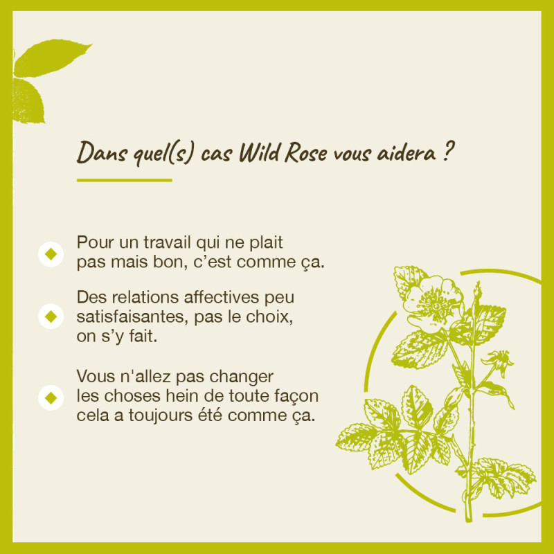 Fleurs de Bach Wild Rose...